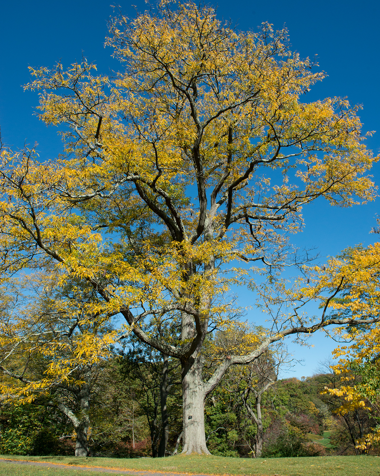 Gleditsia triacanthos